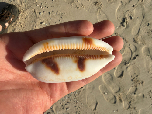 Cypraea argus observed 2026-09-23