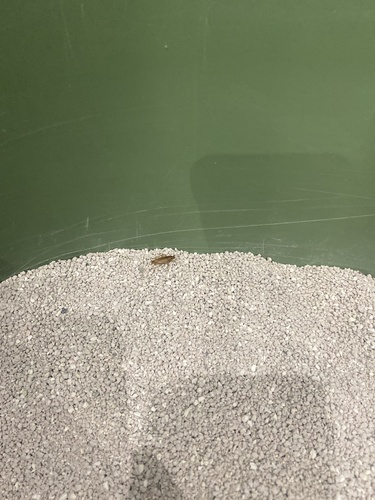 German Cockroach