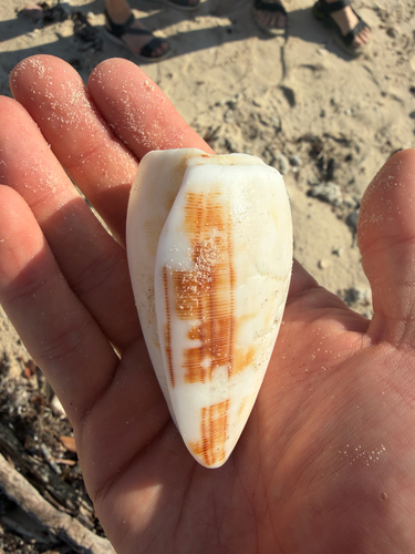Conus striatus observed 2026-09-23