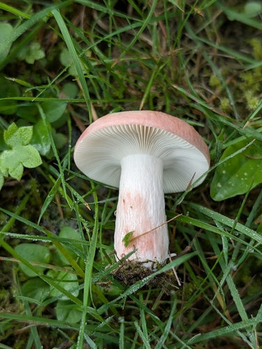 Russula lepida