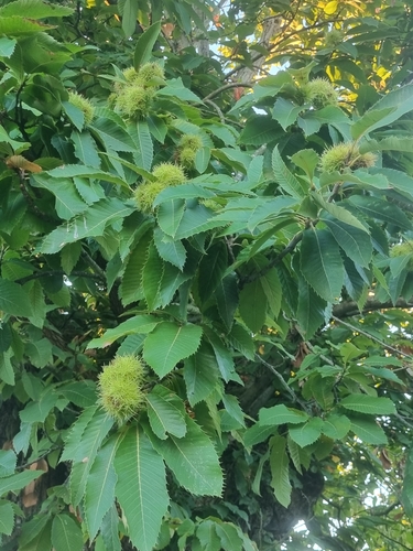 Sweet Chestnut