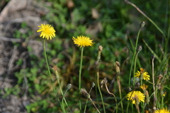 Hypochaeris radicata, photograph author not stated, no rights reserved