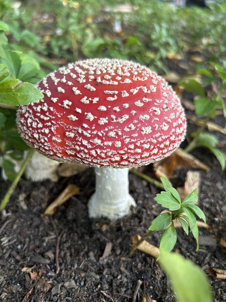 Fly Agaric · September 2026 · photo: Photo: (c) Benjamin Lemmond, some rights reserved (CC BY) · iNaturalist