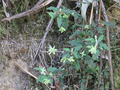 Xanthosia pilosa