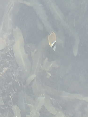 Hong Kong Butterflyfish