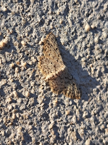 Small Dusty Wave