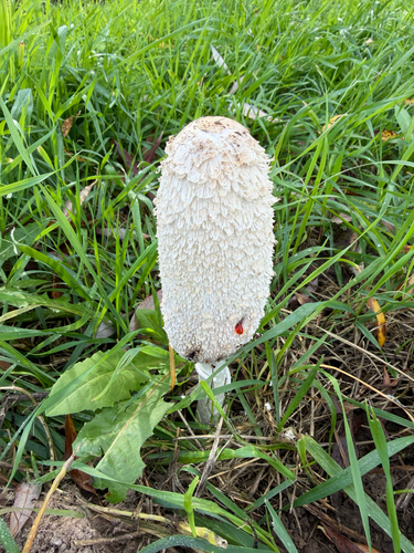 Shaggy Mane