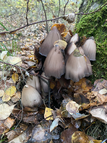 Common Ink Cap