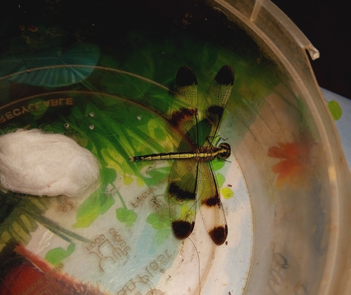 Pied Paddy Skimmer