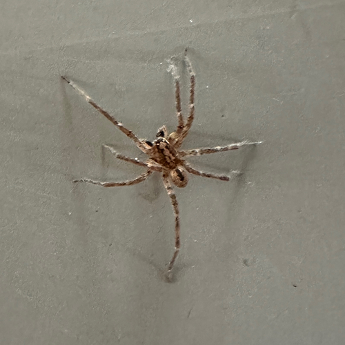 Mediterranean Spiny False Wolf Spider