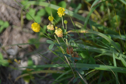 Trifolium aureum, photograph 3