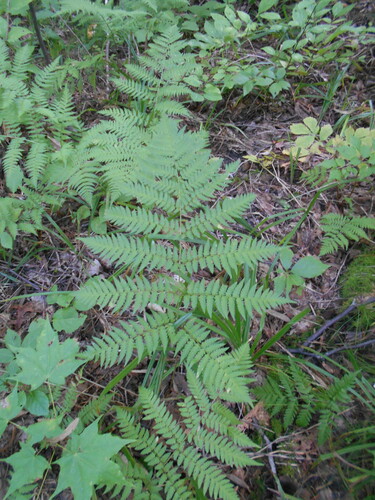 Dryopteris goeringiana observed 2026-08-22