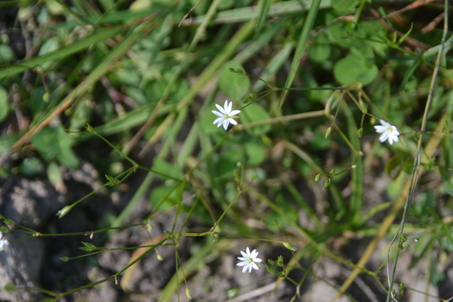 Stellaria graminea, photograph 2