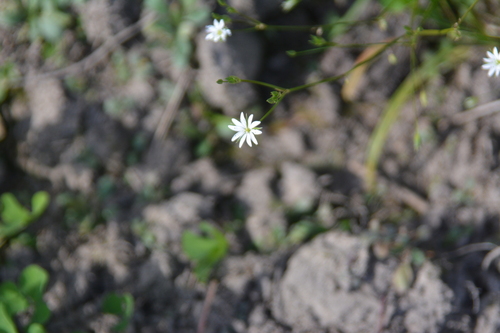 Stellaria graminea, photograph 1