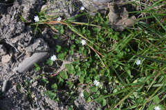 Stellaria graminea