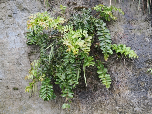 Coriaria arborea, photograph 1