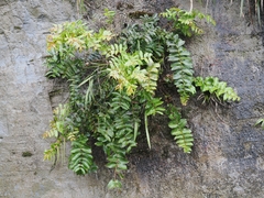 Coriaria arborea, photograph (c) Angus Campbell, some rights reserved (CC BY)