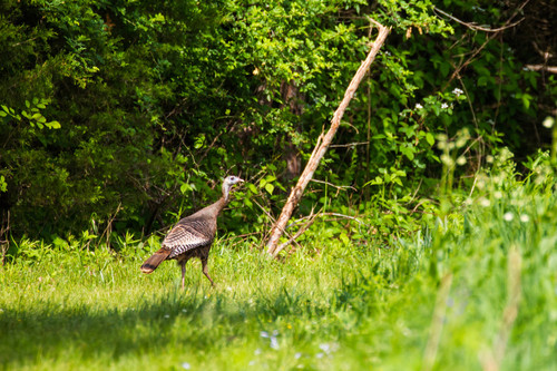 Wild Turkey photographed in Mississippi