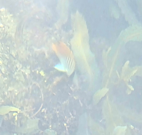 Threadfin Butterflyfish