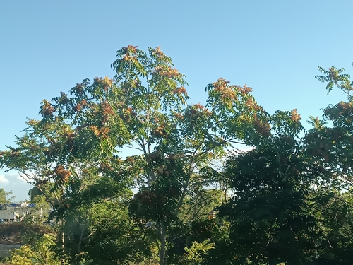 tree-of-heaven