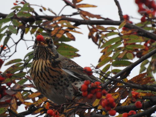 Fieldfare