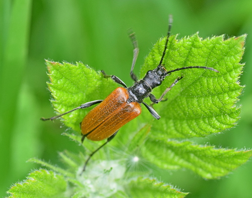 Anisorus quercus