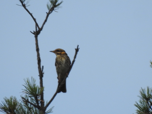Redwing