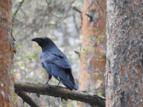 Common Raven