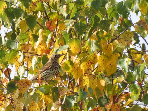 Song Thrush