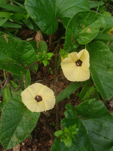 Hewittia malabarica