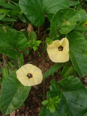 Hewittia malabarica