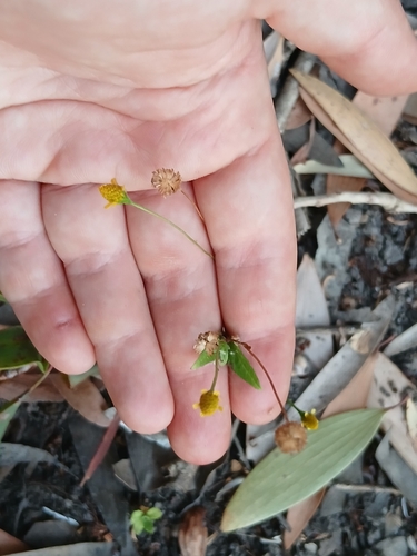 Acmella uliginosa observed 2026-09-24