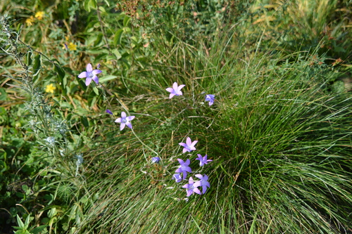Campanula patula