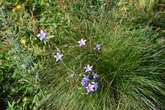 Campanula patula