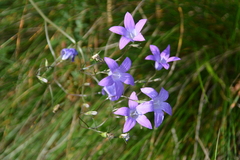 author not stated, no rights reserved Campanula patula, photograph author not stated, no rights reserved