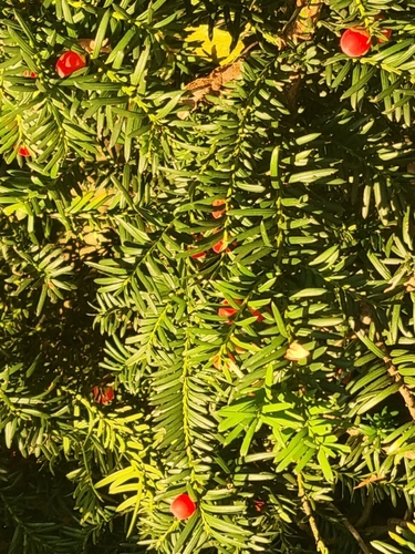common yew