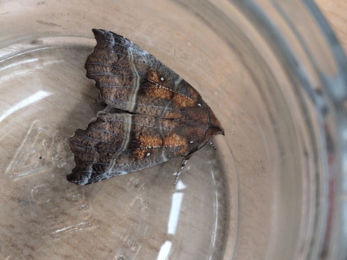 Herald Moth