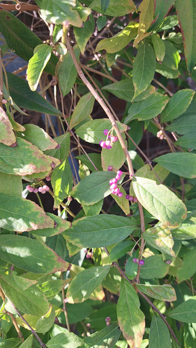 Purple Beautyberry