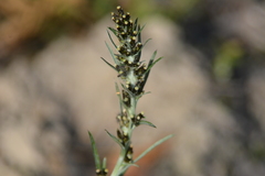 Omalotheca sylvatica