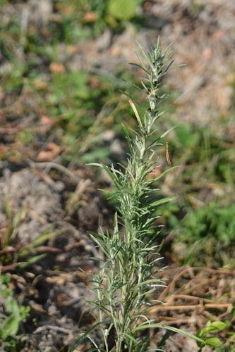 Omalotheca sylvatica, photograph 1
