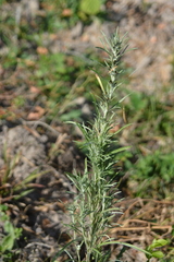 Omalotheca sylvatica, photograph author not stated, no rights reserved