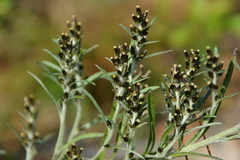 Omalotheca sylvatica, photograph author not stated, no rights reserved