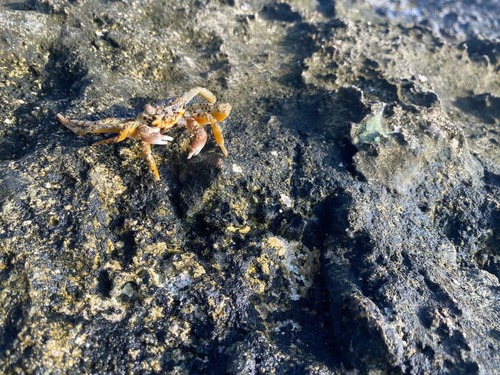 Grapsus longitarsis observed 2026-09-24