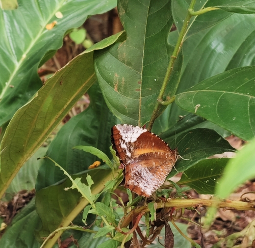 Tailed Palmfly