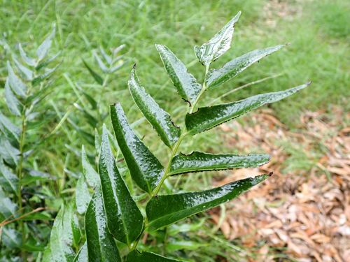 Cyrtomium falcatum observed 2026-09-22