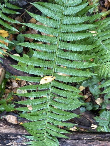 Наблюдение на iNaturalist
