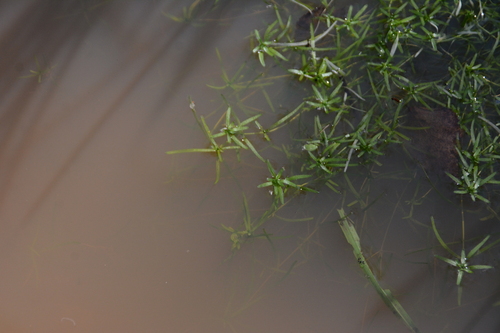Callitriche palustris, photograph 1