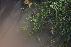 Callitriche palustris