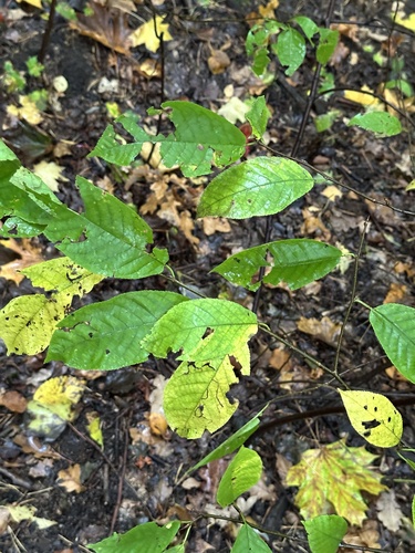 Наблюдение на iNaturalist