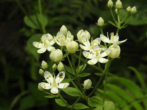 Swertia bimaculata